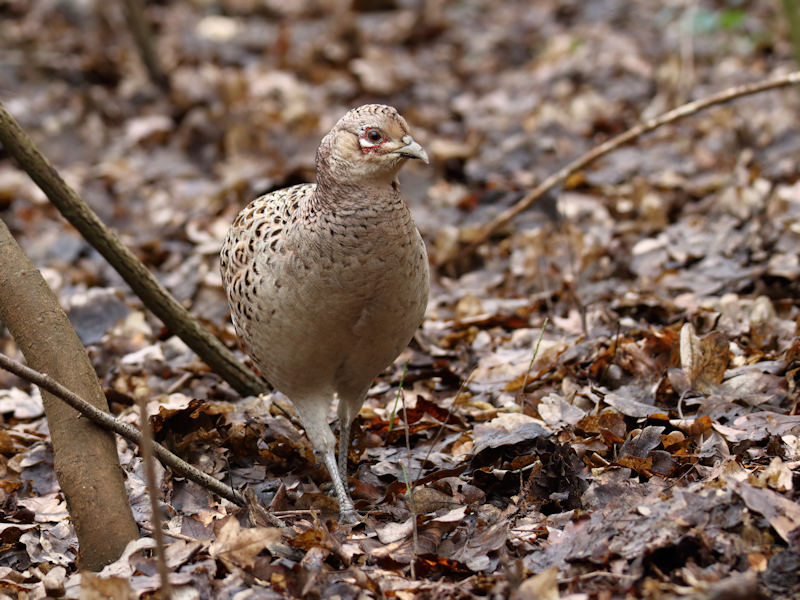 Vogels